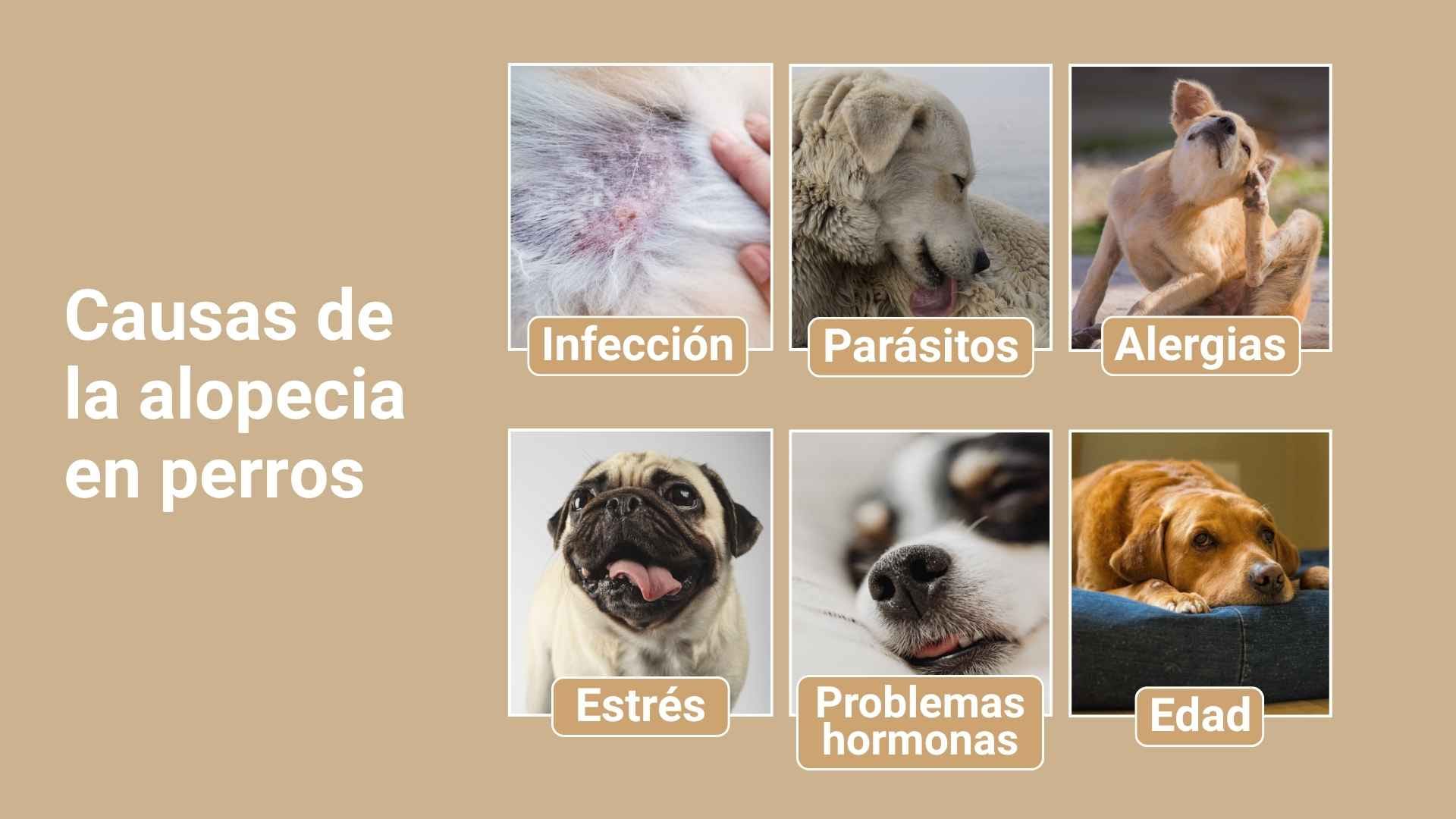 Causas alopecia en perros